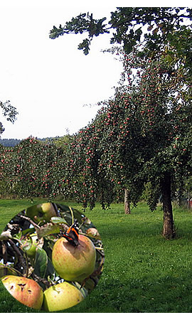 Streuobstwiesen